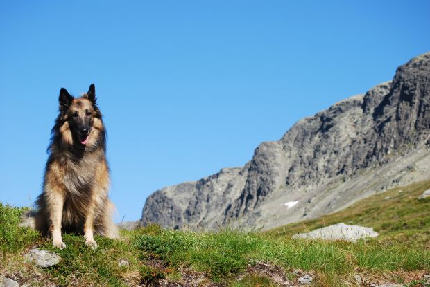 Gårdshunden på fjelltur